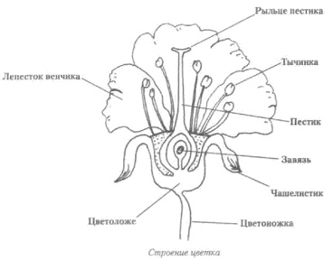 Схема строения ириса