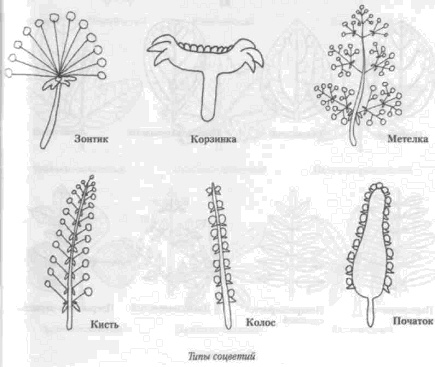 Тип соцветия земляники. Тип соцветия изображен на рисунке. Какое соцветие изображено на рисунке?. Какой Тип соцветия изображен на рисунке 6. Какой Тип соцветия изображен на рисунке пшеница.